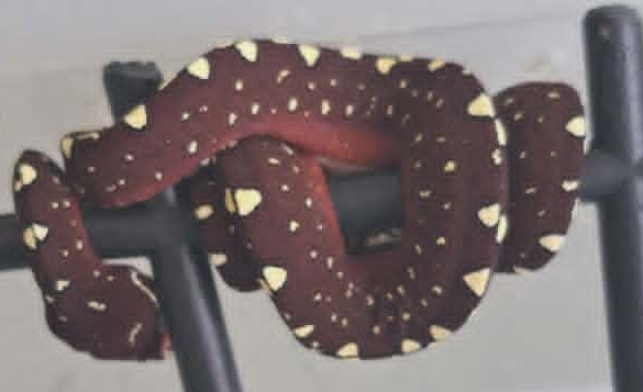 Cyclops locality green tree python neonate CBCYC352/2026-02, bluish clutch