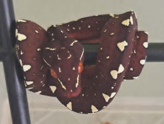 Cyclops locality green tree python neonate CBCYC352/2026-03, bluish clutch