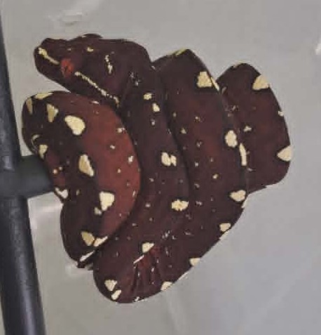Cyclops locality green tree python neonate CBCYC352/2026-05, bluish clutch