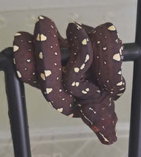 Cyclops locality green tree python neonate CBCYC352/2026-09, bluish clutch