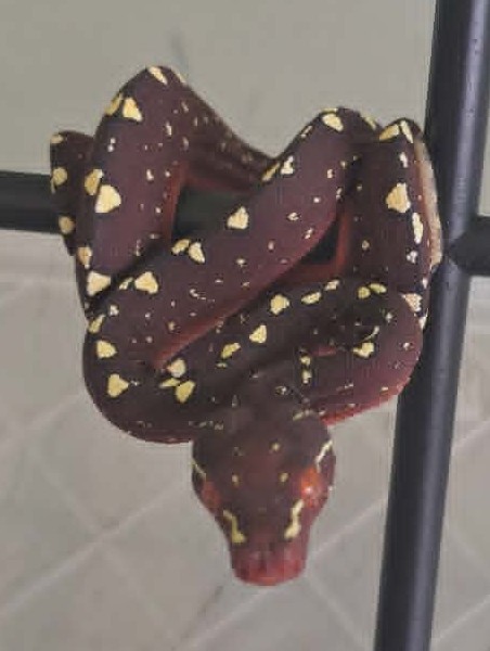 Cyclops locality green tree python neonate CBCYC352/2026-10, bluish clutch