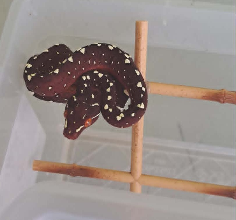 Cyclops locality green tree python neonate CBCYC352/2026-12, bluish clutch