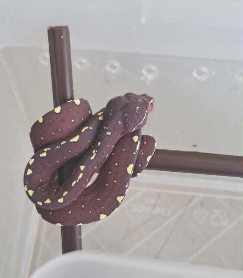Cyclops locality green tree python neonate CBCYC352/2026-14, bluish clutch