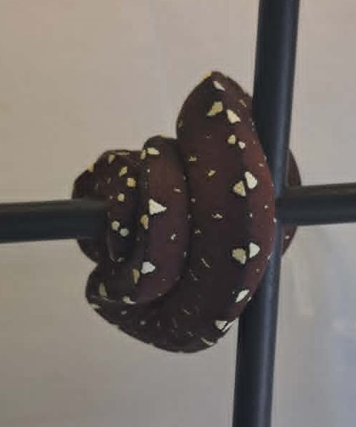Cyclops locality green tree python neonate CBCYC351/2026-03, high white clutch