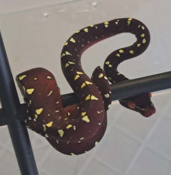Cyclops locality green tree python neonate CBCYC351/2026-05, high white clutch
