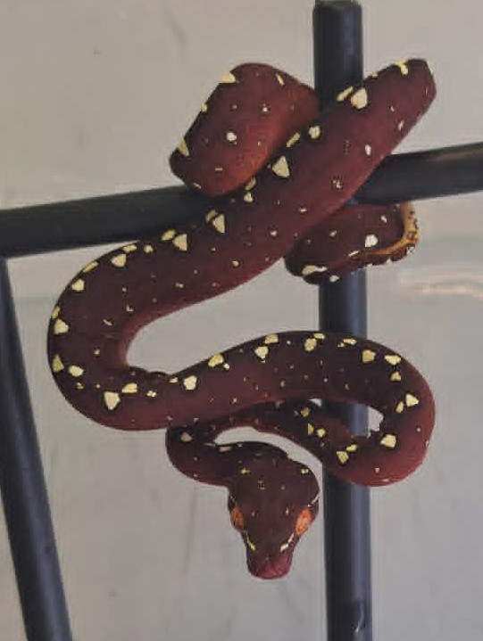 Cyclops locality green tree python neonate CBCYC351/2026-08, high white clutch