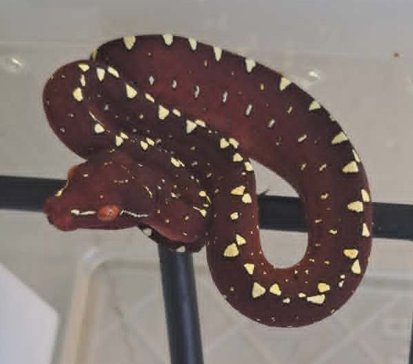 Cyclops locality green tree python neonate CBCYC351/2026-14, high white clutch
