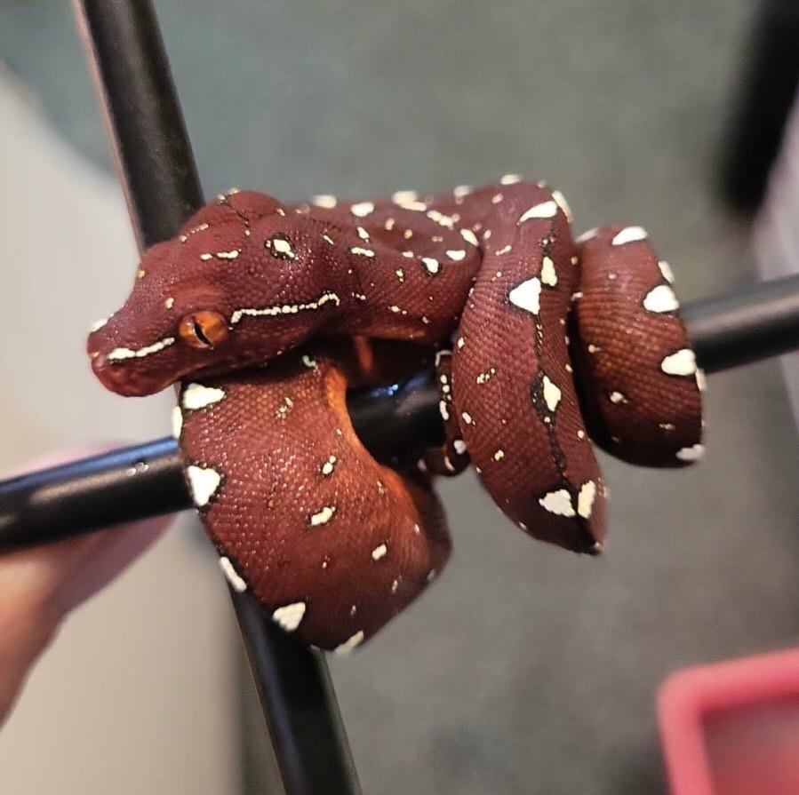 Cyclops locality green tree python neonate from the high white clutch