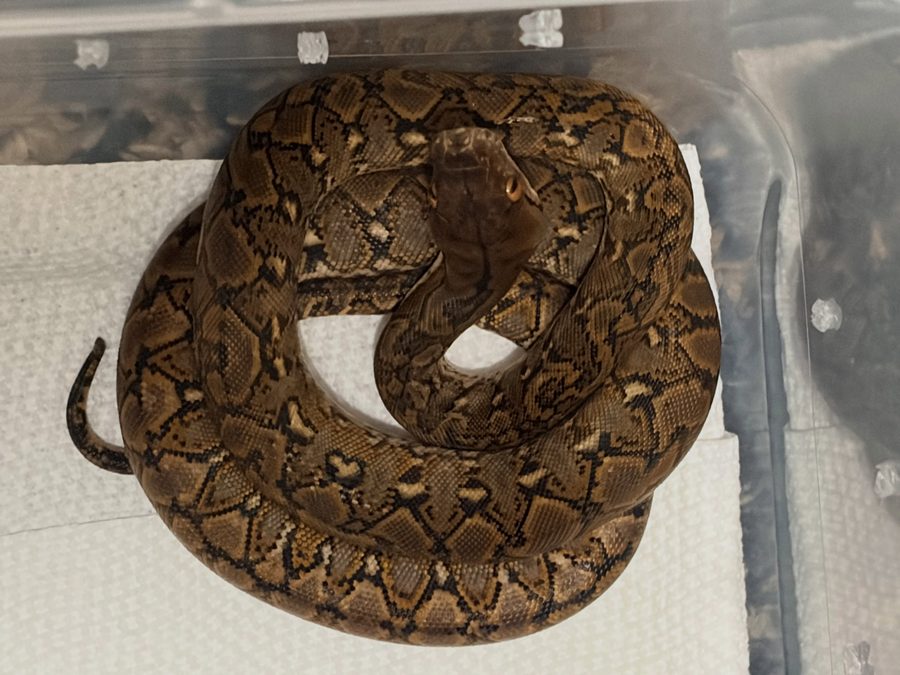 Pygmy line Kalaotoa reticulated pythons