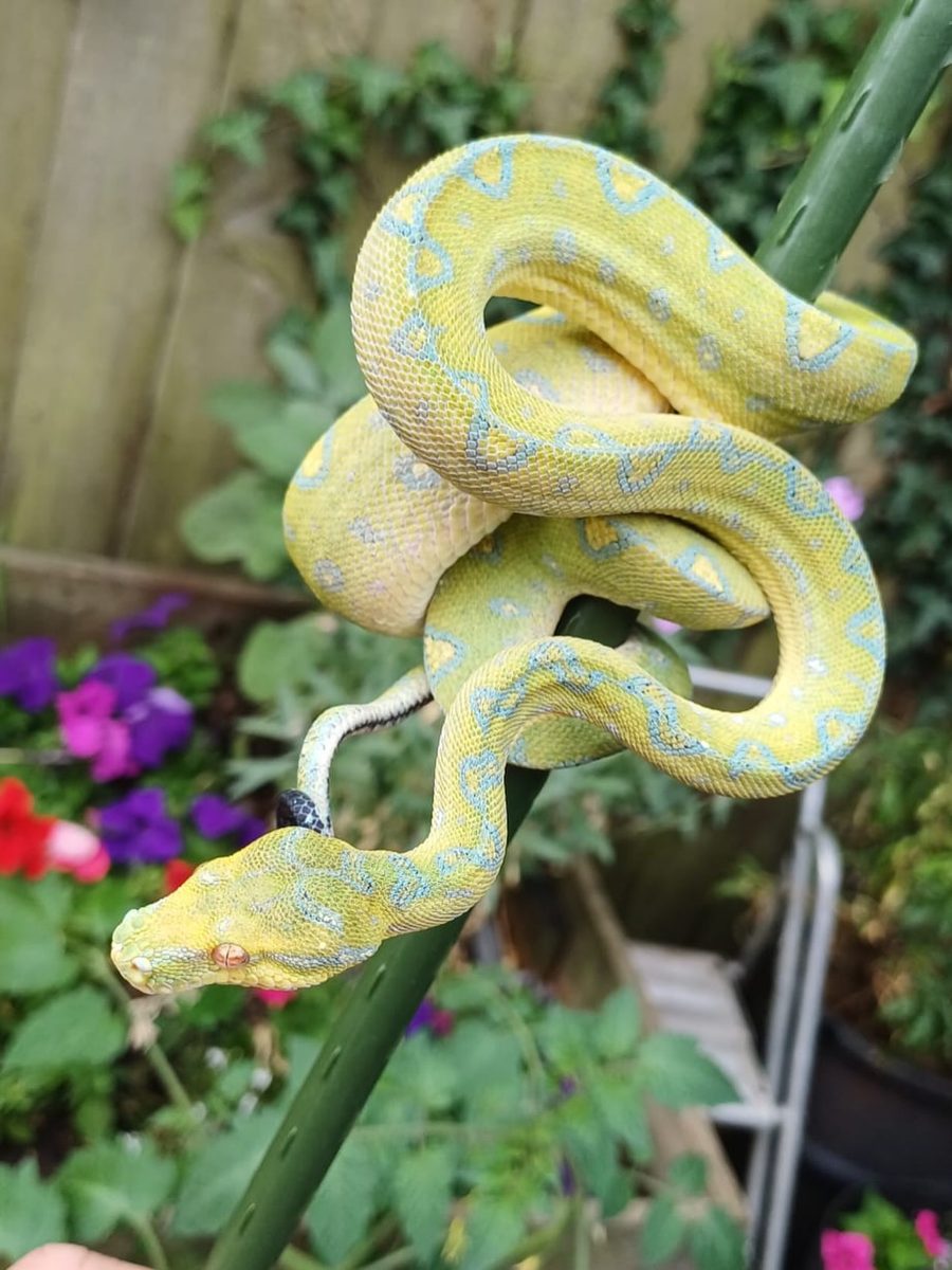Manokwari locality green tree python
