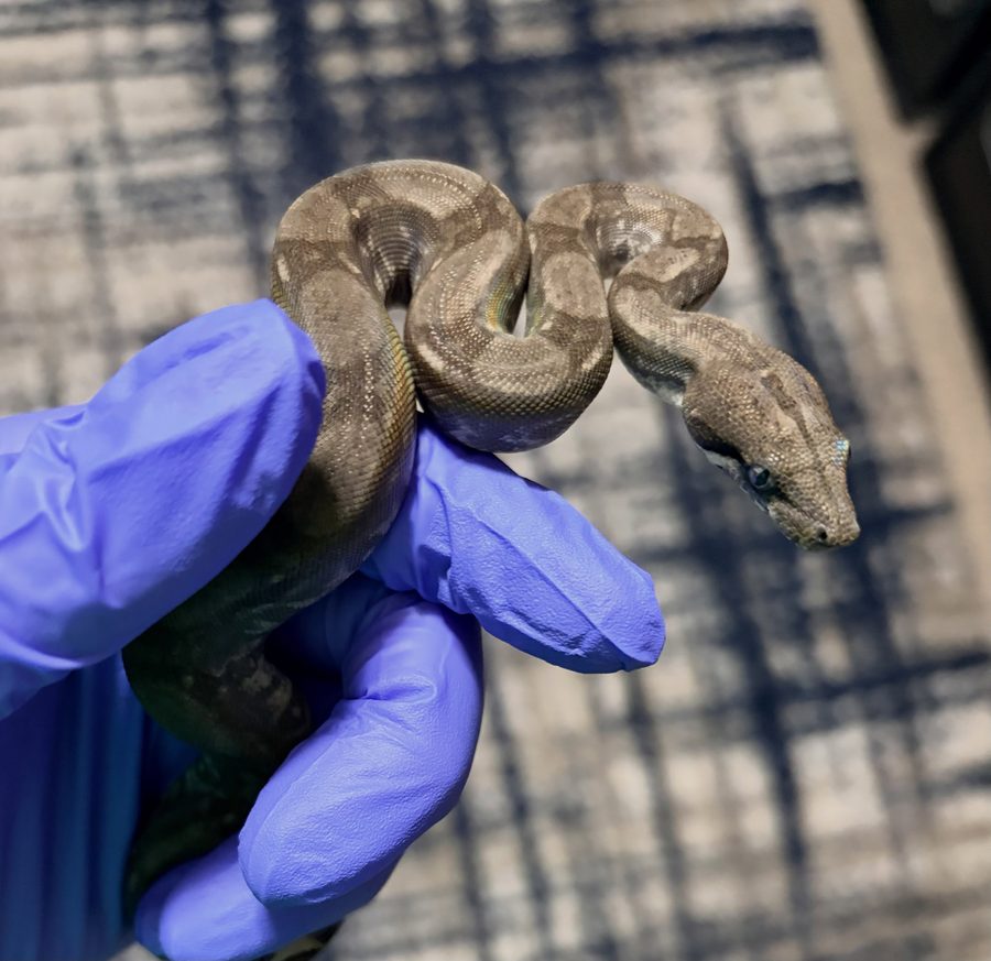 Anery female Corn Island boa, animal 1