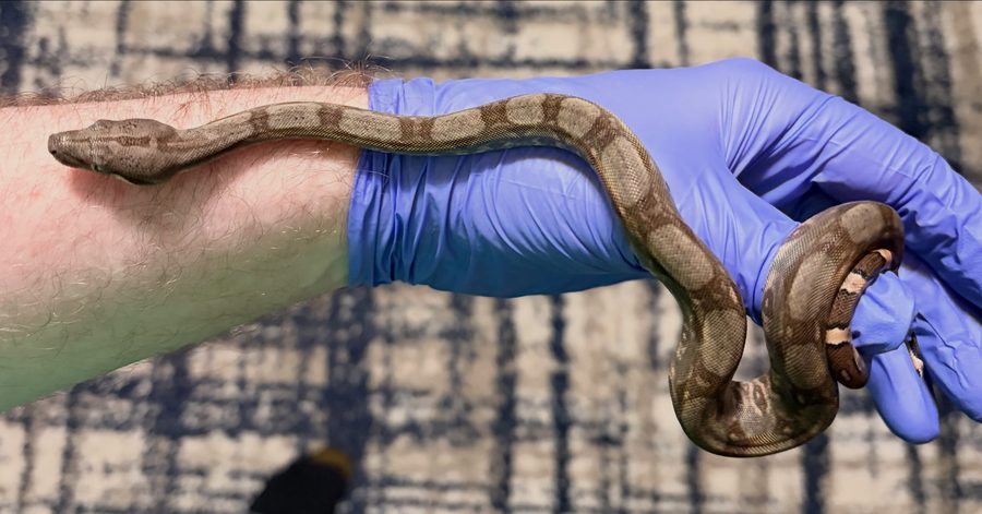 Normal Corn Island boa, animal 3