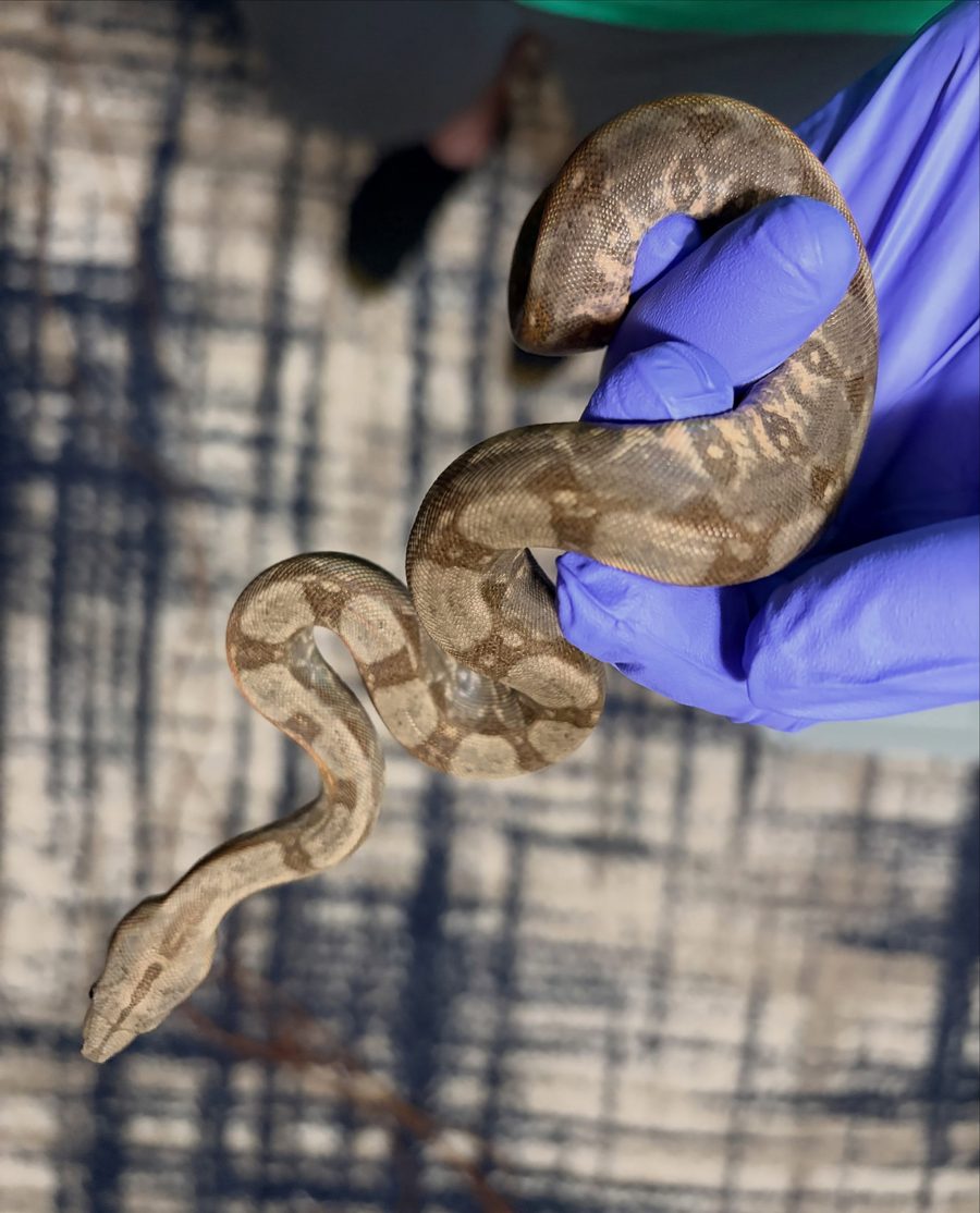 Normal male Corn Island boa, animal 4