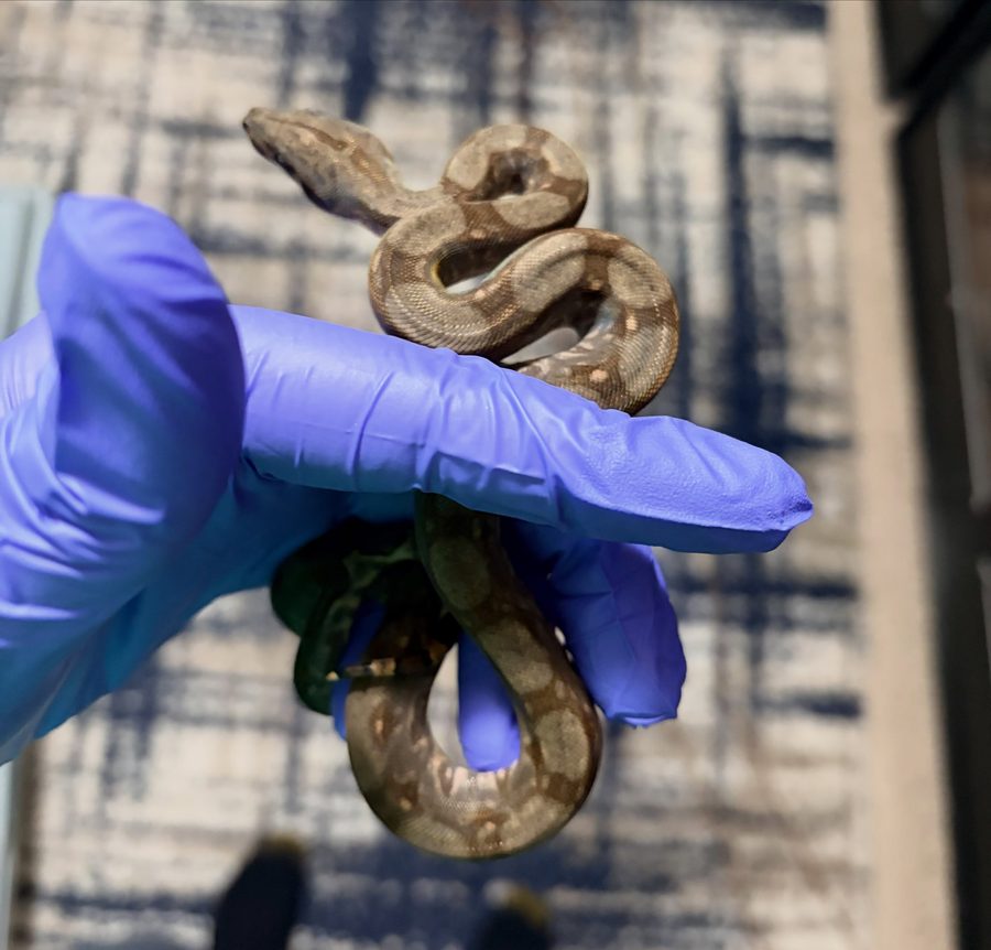 Normal female Corn Island boa, animal 5