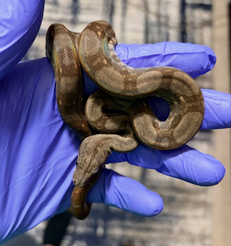 Normal male Corn Island boa, animal 7