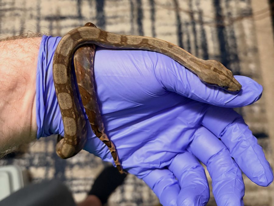Normal female Corn Island boa, animal 8