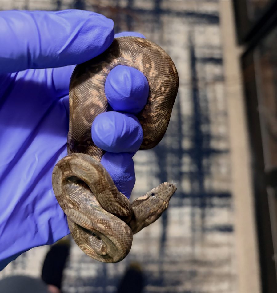 Normal female Corn Island boa, animal 9
