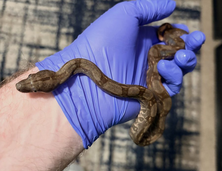 Corn Island boa animal 10, with a single white scale — holdback