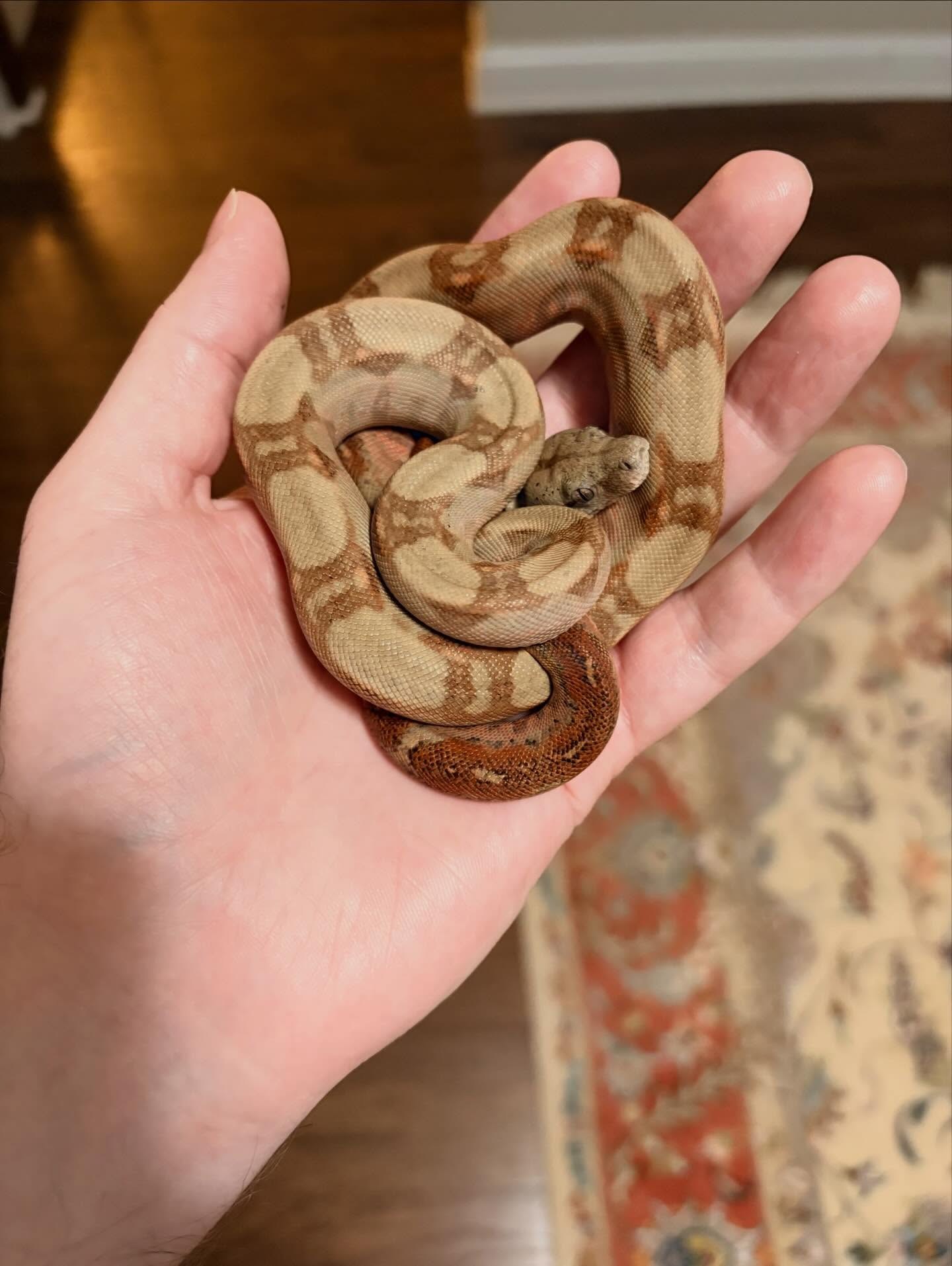 Corn Island boa keeper male coiled in an open palm
