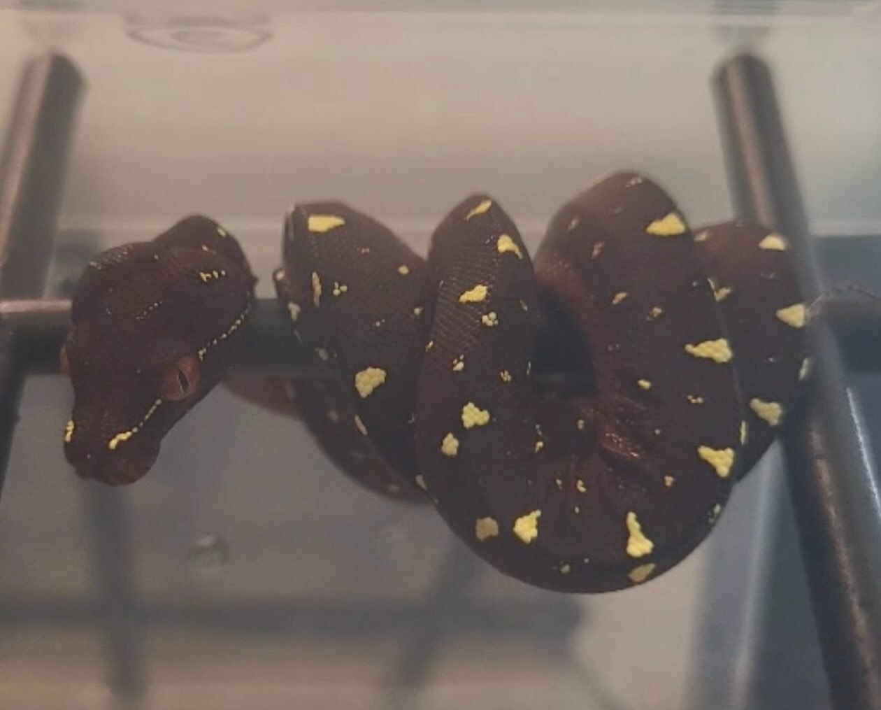 Captive bred Cyclops locality green tree python