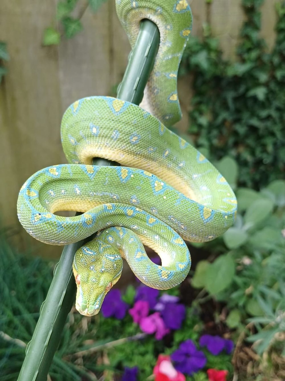 Manokwari green tree python from Morphman Mark