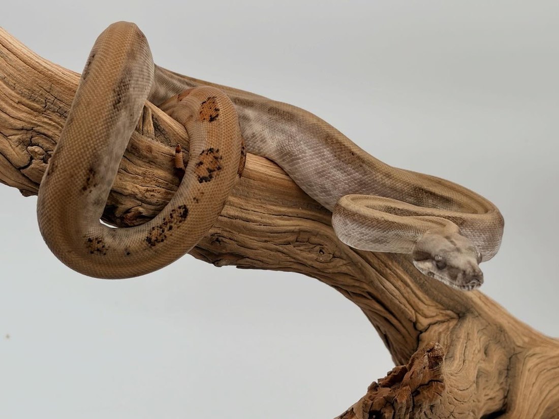 Pearl Island boa on driftwood