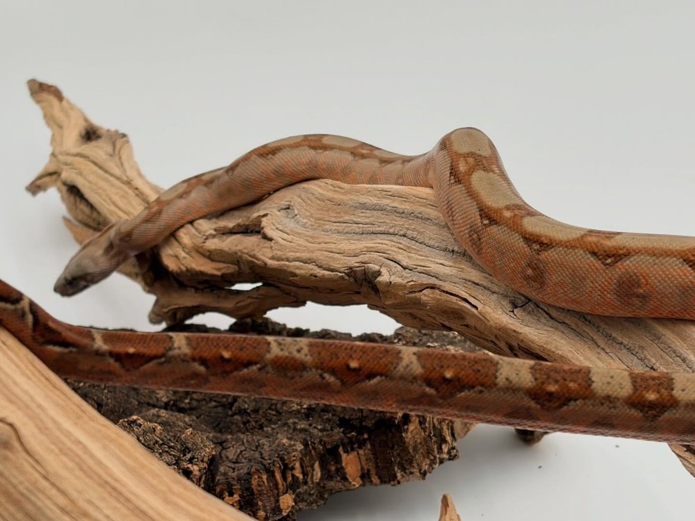 Adult Corn Island boa on driftwood