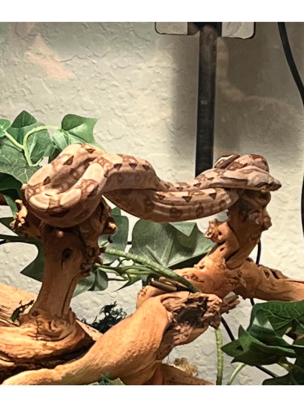 Crawl Cay boas on branches
