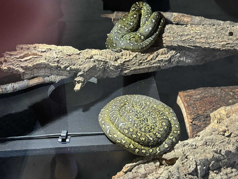 Diamond pythons wintering