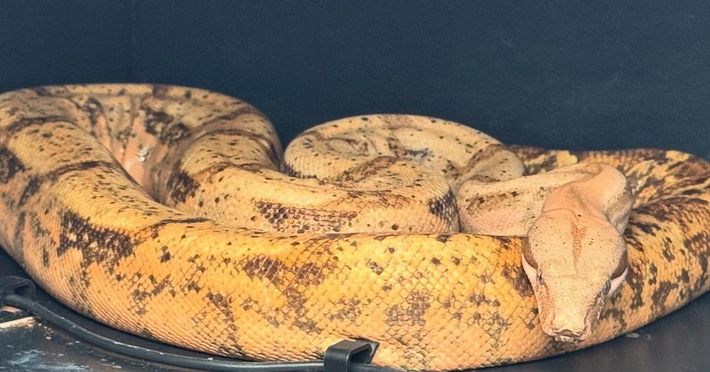 Hog Island boa coiled