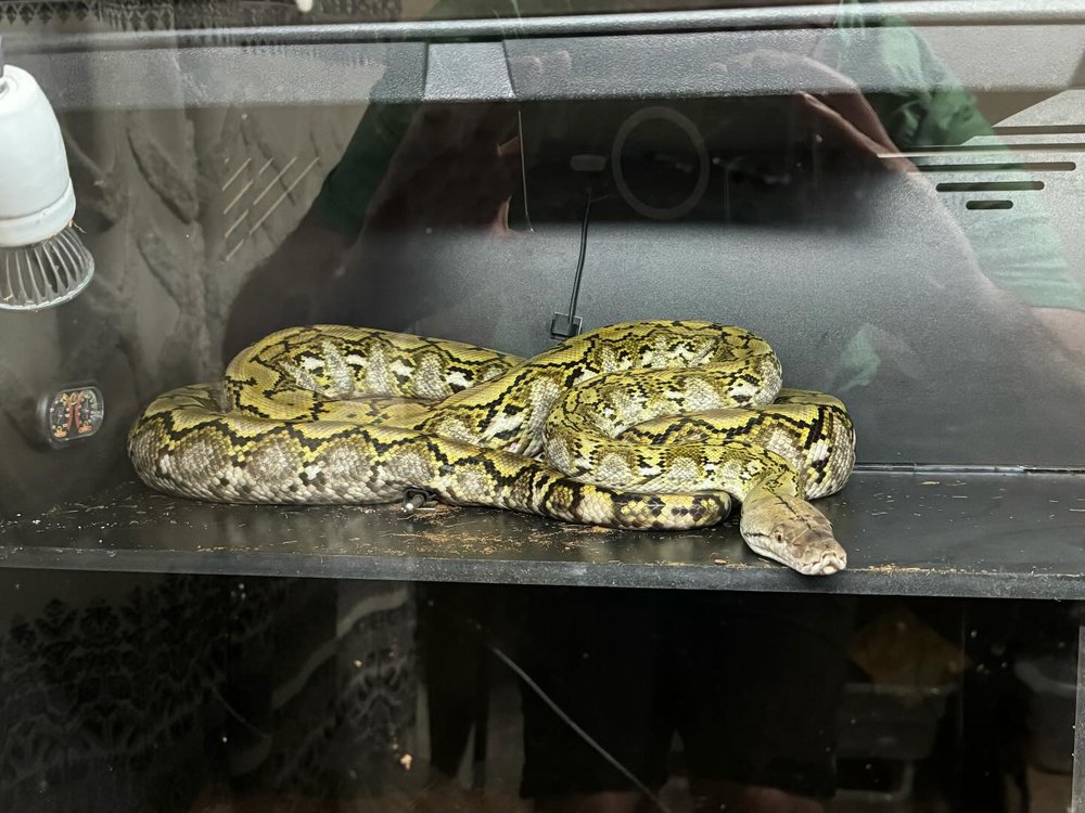 Kalaotoa reticulated pythons paired for breeding