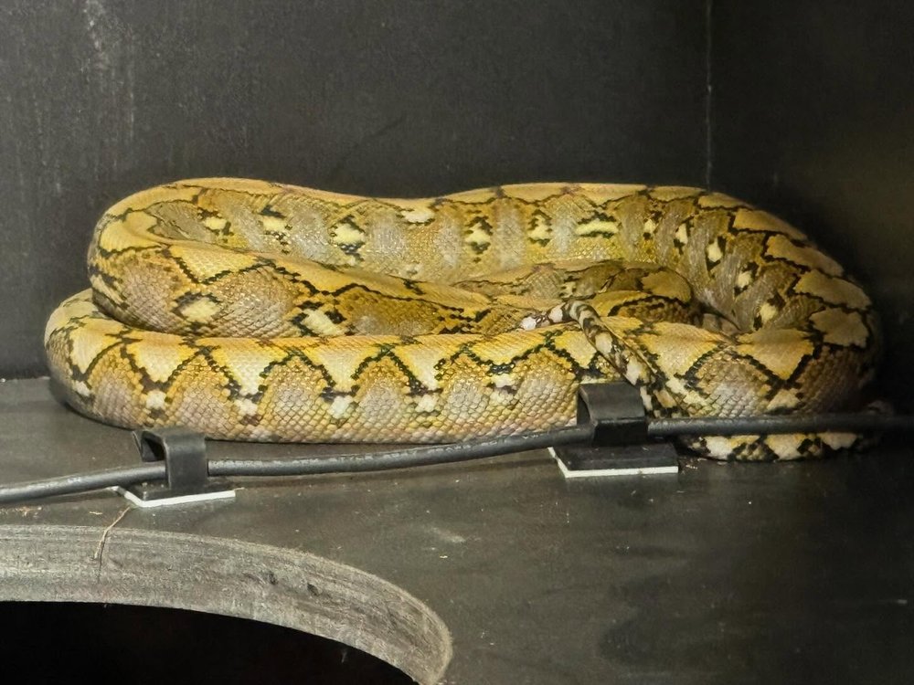 Parthenogenesis-born Kalaotoa reticulated python