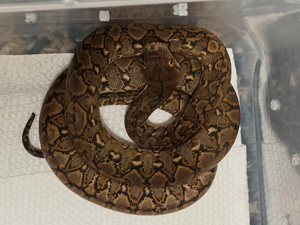 Pygmy line Kalaotoa reticulated python