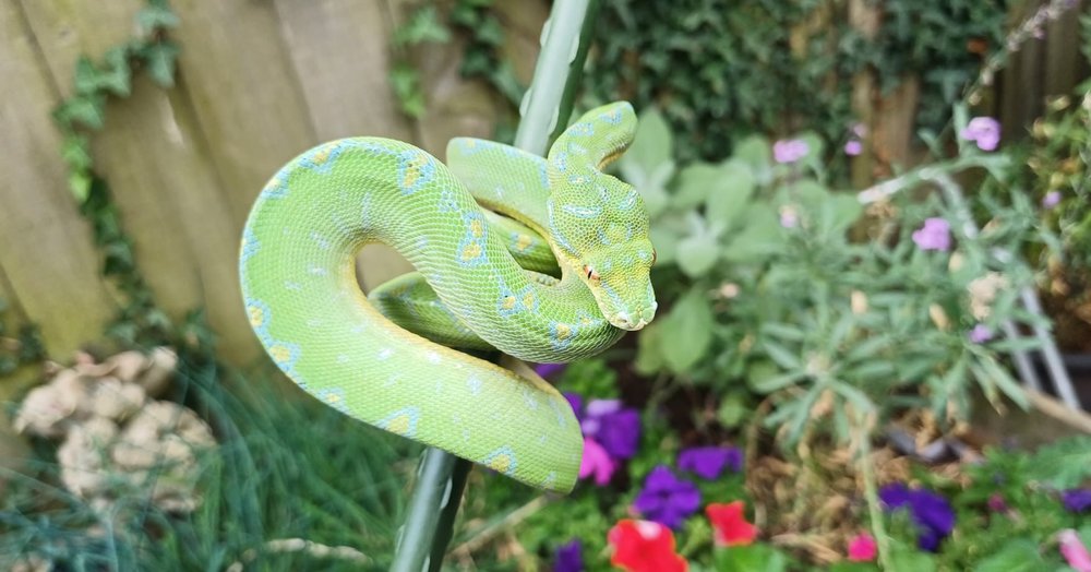 Adult Manokwari green tree python