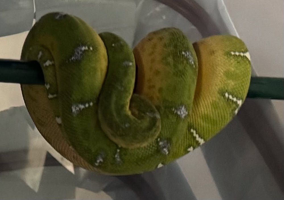 Northern emerald tree boa