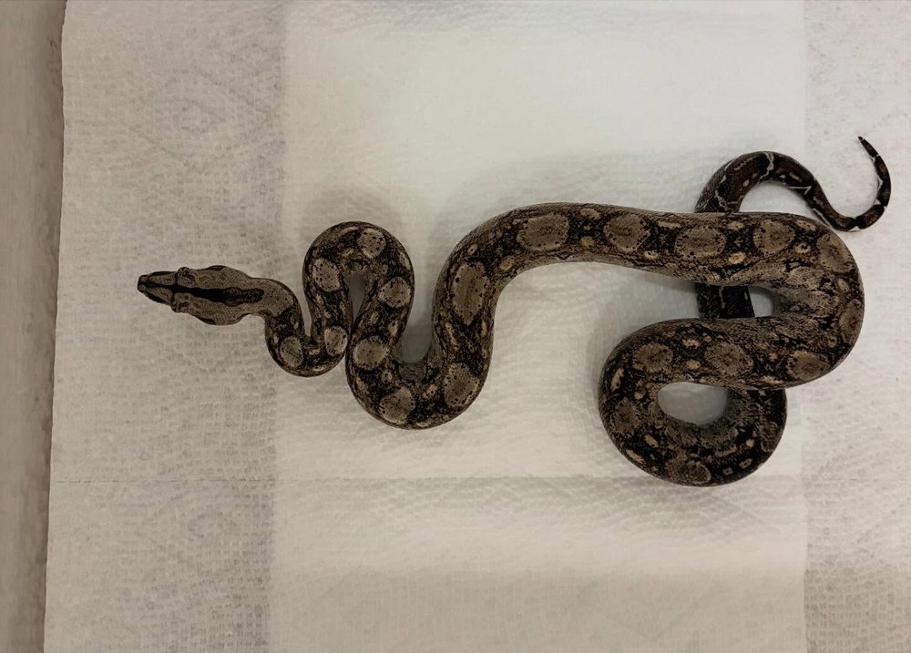 Tarahumara boa